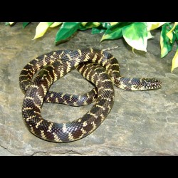 Florida Kingsnake - FK001F