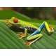 Red-eyed Tree Frogs