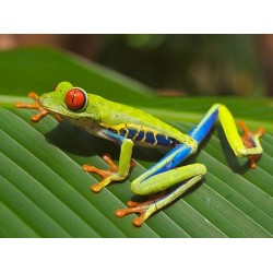 Red-eyed Tree Frogs