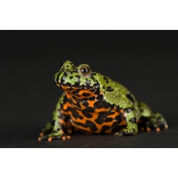 Fire-bellied Toads