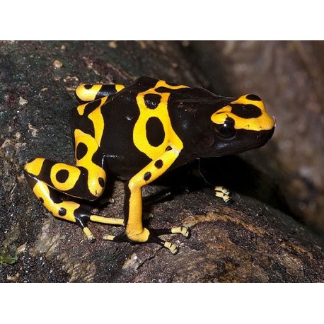 Bumblebee Poison Dart Frogs