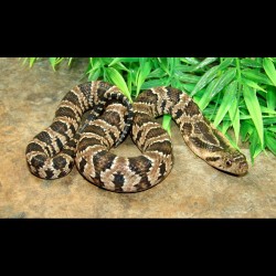 False Water Cobras (Babies)