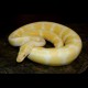 Ball Pythons (Albino)