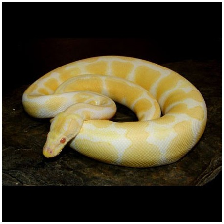 Ball Pythons (Albino)