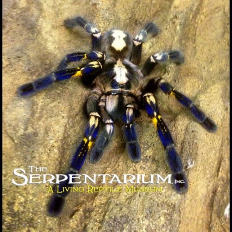 Poecilotheria metallica (Gooty Sapphire Ornamental Tarantula)
