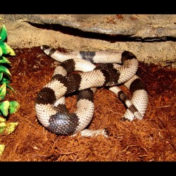 Honduran Milk Snake - Anery (2007 Female)