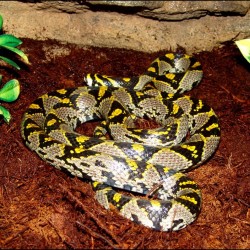 Mandarin Rat Snake (2008 Male)