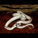 California Kingsnake - Reverse Stripe (2008 Male)