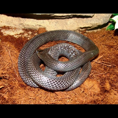 Black Milk Snake (2008 Female)