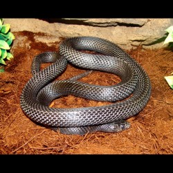 Black Milk Snake (2008 Male)