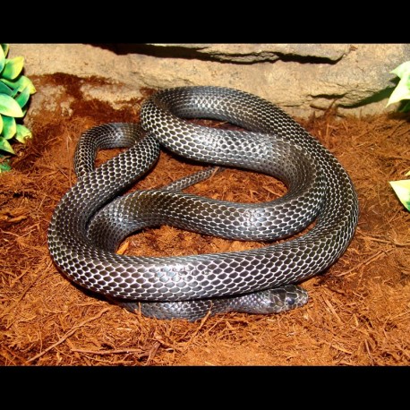Black Milk Snake (2008 Male)
