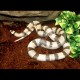 Honduran Milk Snake - Ghost (2008 Female)