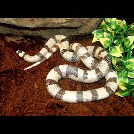 Honduran Milk Snake - Ghost (2008 Female)