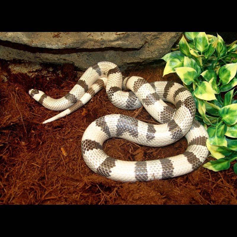 honduran milksnake enclosure