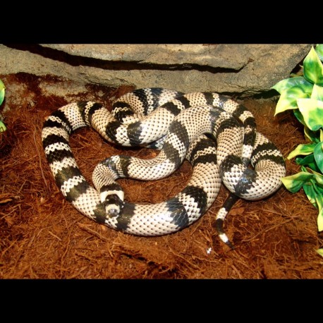 Honduran Milk Snake - Ghost (2008 Male)