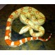 Colombian Red Tail Boas (Albino)