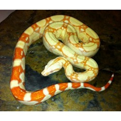 Colombian Red Tail Boas (Albino)