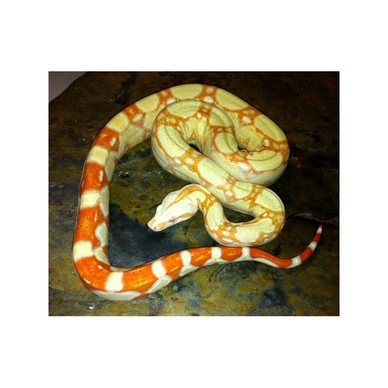 Colombian Red Tail Boas (Boa constrictor imperator)