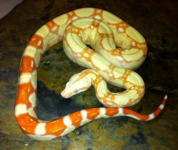Sæbe Indvending Søgemaskine optimering Albino Colombian Red Tail Boas (Boa constrictor imperator)