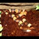 Pueblan Milk Snake - Apricot (2008 Female)