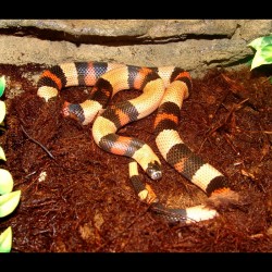 Pueblan Milk Snake - Apricot (2008 Female)