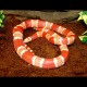 Honduran Milk Snake - Albino Tangerine (2008 Female)