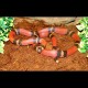 Sinaloan Milk Snake - Tangerine (2009 Female)