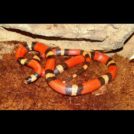 Sinaloan Milk Snake - Tangerine (2009 Male)