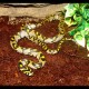 Mandarin Rat Snake (2010 Male)