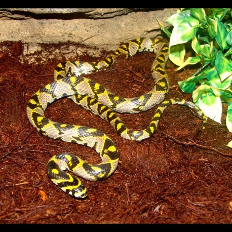 Mandarin Rat Snake (2010 Male)