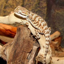 Bearded Dragons - Orange (Babies)