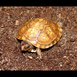 Three-toed Box Turtles (Babies)