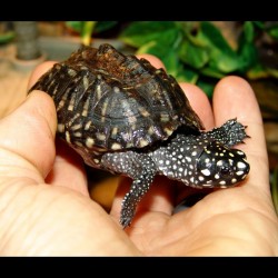 Indian Spotted Turtle