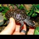 Indian Spotted Turtle