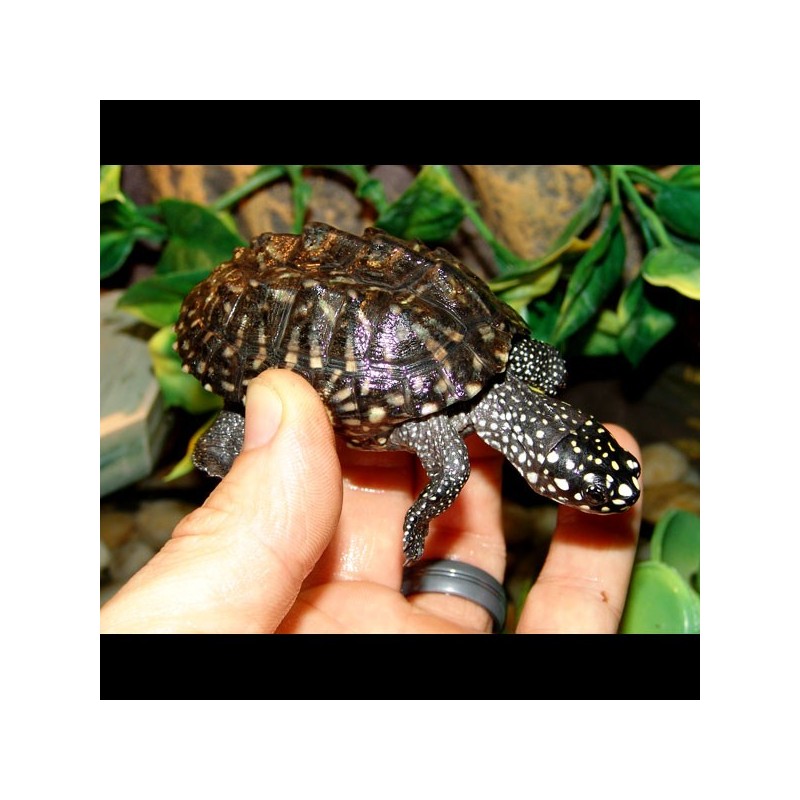 Indian Spotted Turtle (Geoclemys hamiltonii)