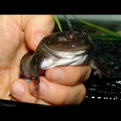 Budgett's Frogs