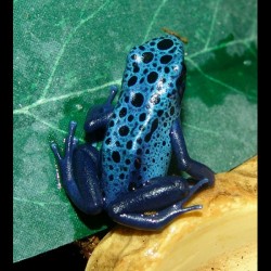 Blue Poison Dart Frogs