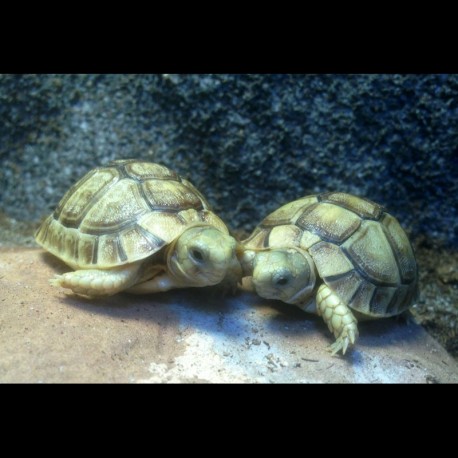 Egyptian Tortoises (Babies)