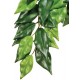 Ficus Hanging Plant - SM (Exo Terra)