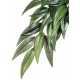 Ruscus Hanging Plant - MD (Exo Terra)