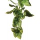 Amapallo Hanging Plant - LG (Exo Terra)