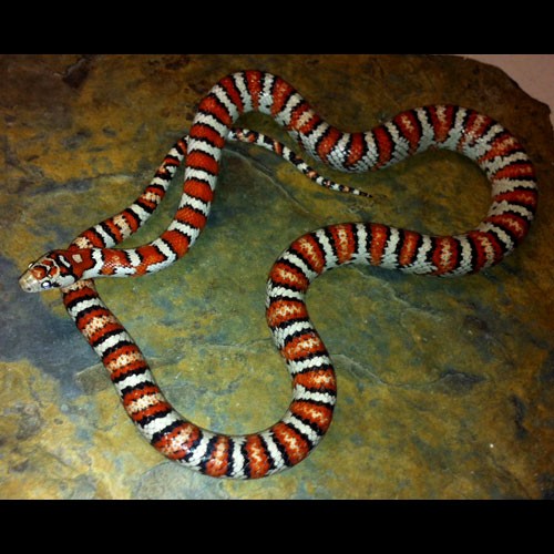 AZ Mountain King x Mex Mex