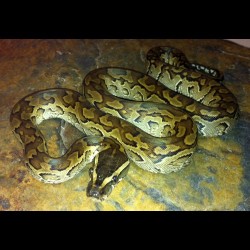 African Rock Pythons (Babies)