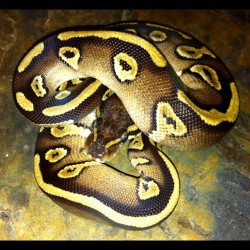 Ball Pythons (Mojave)