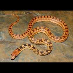 Sonoran Gopher Snakes (100% het Albino)
