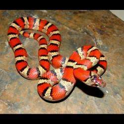 Mexican Milk Snakes