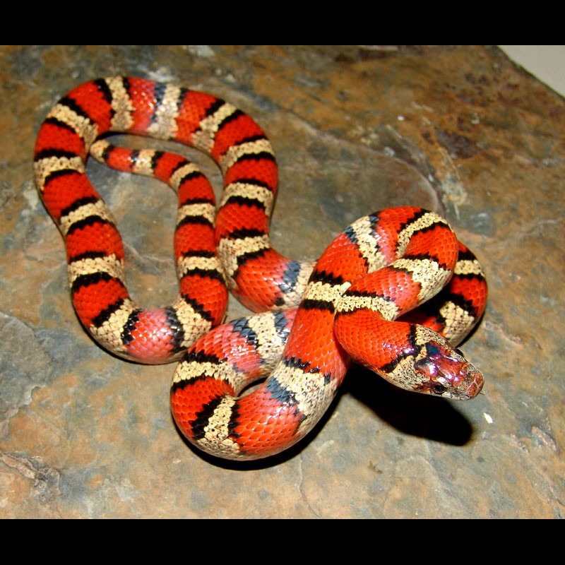 Mexican Milk Snakes (Lampropeltis triangulum annulata)