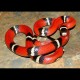 Sinaloan Milk Snakes