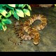 Hypo False Water Cobras (Babies)