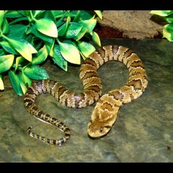 Hypo False Water Cobras (Babies)